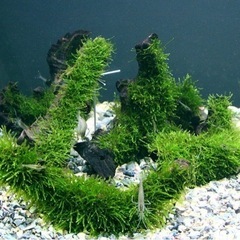 ウィローモス　水草　　の画像