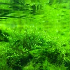 ウィローモス　水草　　の画像