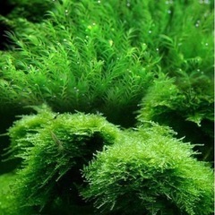 ウィローモス　水草　　