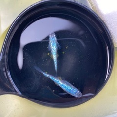 サファイア　卵　
ブルー強ラメ　メダカ　水槽
