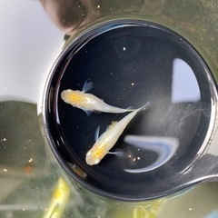 メダカ　卵　華蕾　つぼみ　水槽