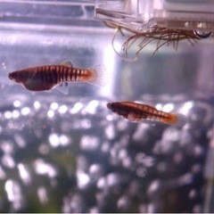 熱帯魚 ネオヘテランドリア エレガンス 卵胎生 1ペアの画像