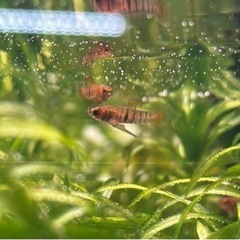 熱帯魚 ネオヘテランドリア エレガンス 卵胎生 1ペアの画像