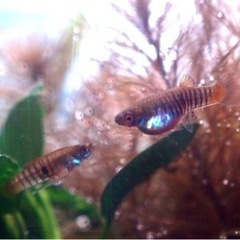 熱帯魚 ネオヘテランドリア エレガンス 卵胎生 1ペアの画像