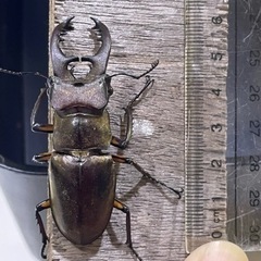 天然ミヤマクワガタ♂ 　1匹