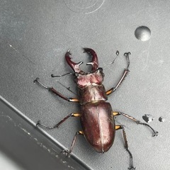 天然ミヤマクワガタ♂ 　1匹の画像