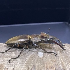 天然ミヤマクワガタ♂ 　1匹の画像