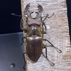 天然ミヤマクワガタ♂ 　1匹の画像
