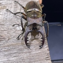 天然ミヤマクワガタ♂ 　1匹の画像