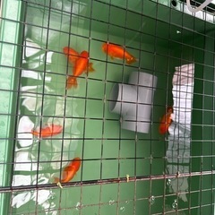 金魚の王様らんちゅう