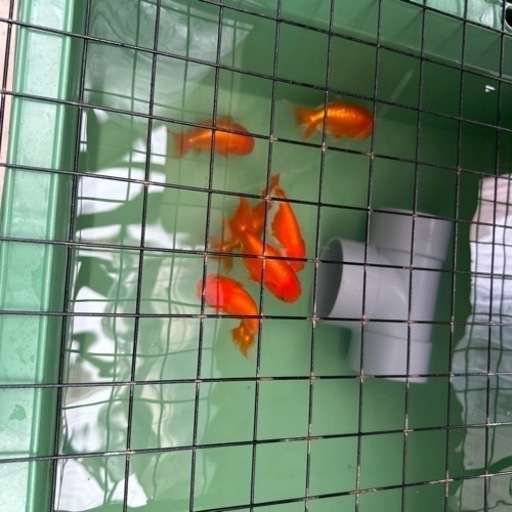金魚の王様らんちゅう