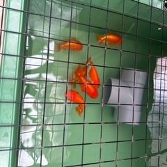 金魚の王様らんちゅうの画像