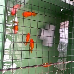 金魚の王様らんちゅうの画像