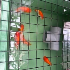 金魚の王様らんちゅうの画像