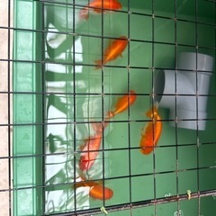 金魚の王様らんちゅうの画像