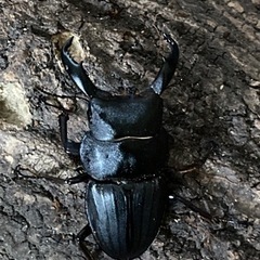 スジブトヒラタクワガタ　ペア