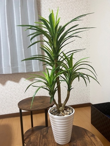 観葉植物7/14限定