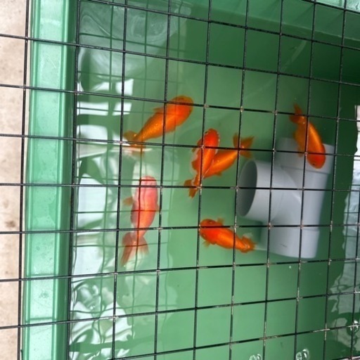 金魚