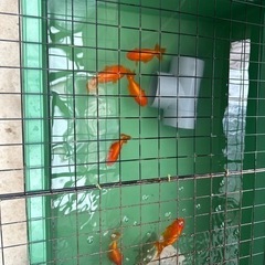 金魚の画像