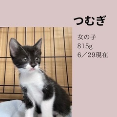 白黒メス（つむぎちゃん）