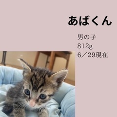 キジトラ（あぱくん）