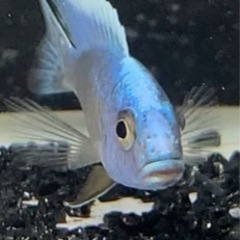 熱帯魚 食品の中古が安い！激安で譲ります・無料であげます