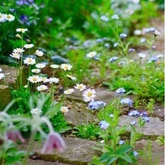 花友さん募集中✿.•¨•.¸¸.•¨•.¸¸❀✿❀.•¨•.¸¸...