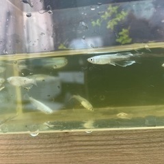 メダカ　10匹
の画像
