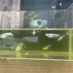 メダカ　10匹
の画像