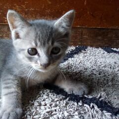 子猫３匹を保護したので飼ってくださる方を募集しています３匹全てで...