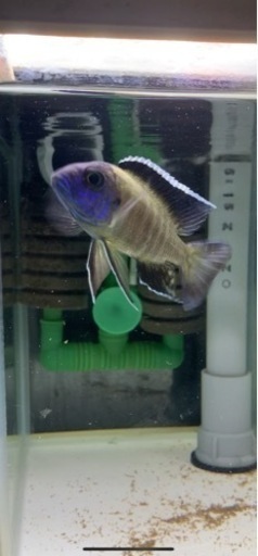 熱帯魚　アフリカンシクリッド  アウロノカラ　ステベニィ　ウジスヤ　ワイルドF1  写真個体販売　8〜9センチ