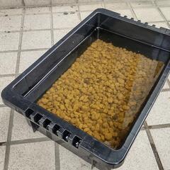 メダカ屋外飼育セット③　(NV BOX･赤玉土･針子5匹)の画像