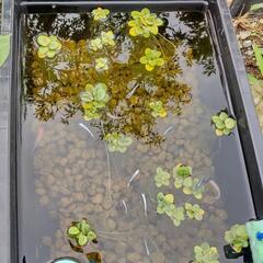 メダカ屋外飼育セット③　(NV BOX･赤玉土･針子5匹)の画像
