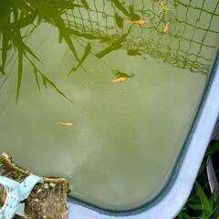 睡蓮鉢 メダカ5匹セットの画像