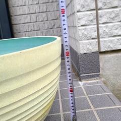 睡蓮鉢 メダカ5匹セットの画像