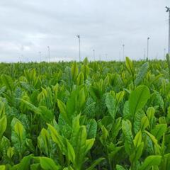 【狭山茶】お茶の販売先をご紹介ください🍵