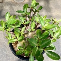 アデニウム アラビカム 観葉植物　の画像