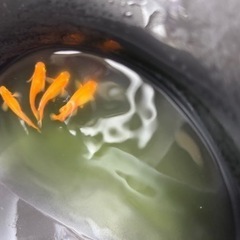 鶴崎楊貴妃　稚魚　10匹　無選別