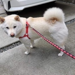 ふわふわ柴犬、雪のような白柴