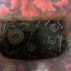 ヒラタクワガタ、ノコギリクワガタ、コクワガタ