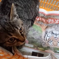 サバトラ　子猫　2ヶ月くらい？ - 猫