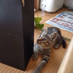 サバトラ　子猫　2ヶ月くらい？