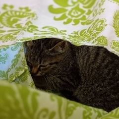 サバトラ　子猫　2ヶ月くらい？ - 大分市