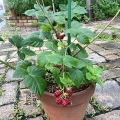 （お話中）ブラックベリーの鉢植え