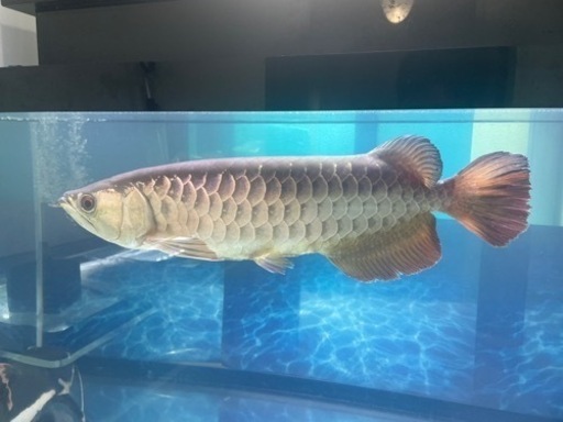 アロワナ　熱帯魚