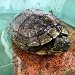 キバラガメの里親