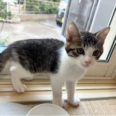 おっとり系男子 - 猫