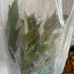 着生ツツジの画像