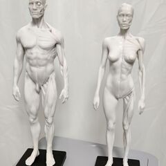 人体モデル 人体模型 11インチ 約30cm 人体筋肉模型　ホワ...