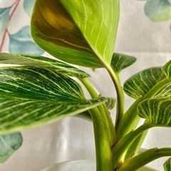 観葉植物　フィロデンドロン　バーキンの画像